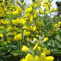 Thermopsis lanceolata fleur